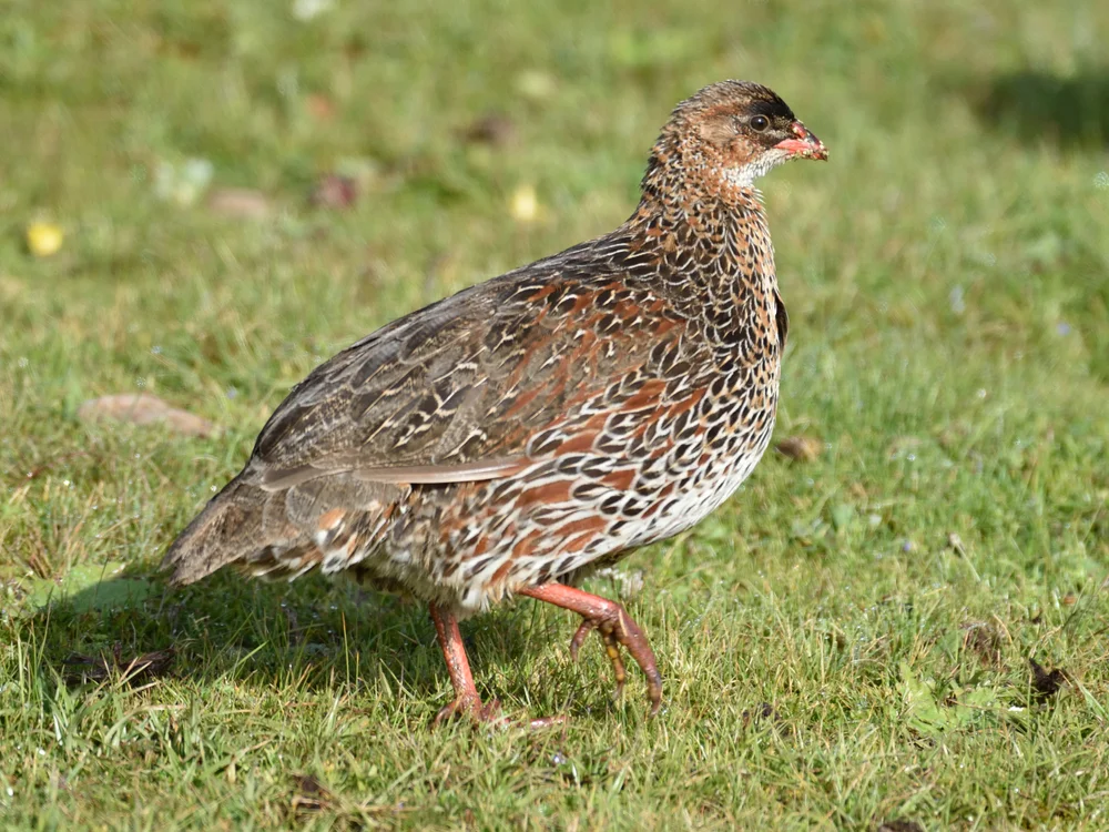 Kastanienfrankolin (Pternistis castaneicollis)