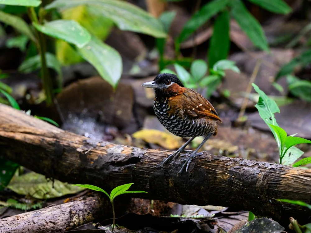 Kastanienkopf-Ameisenpitta (Conopophaga castaneiceps)