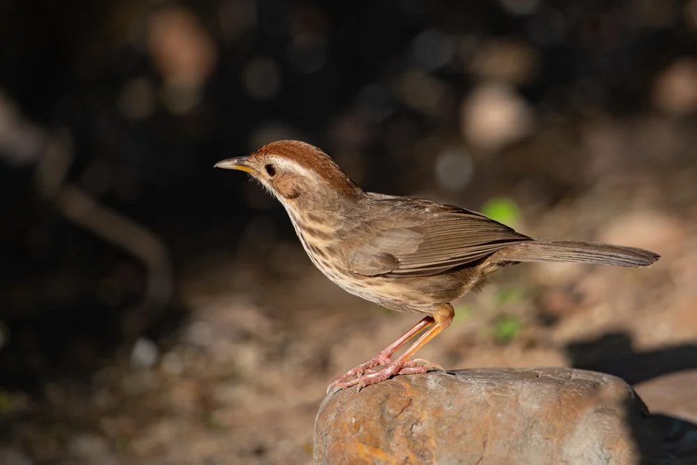 Kastanienkopf-Augenbrauenbabbler (Pellorneum ruficeps)