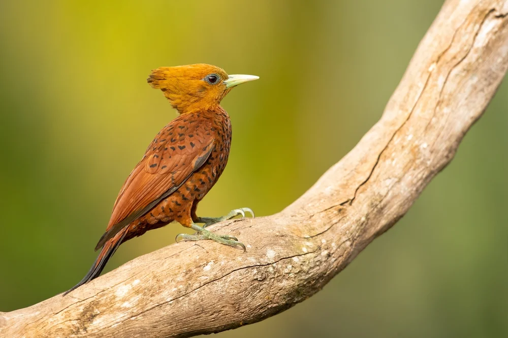 Kastanienpelekane (Celeus castaneus)