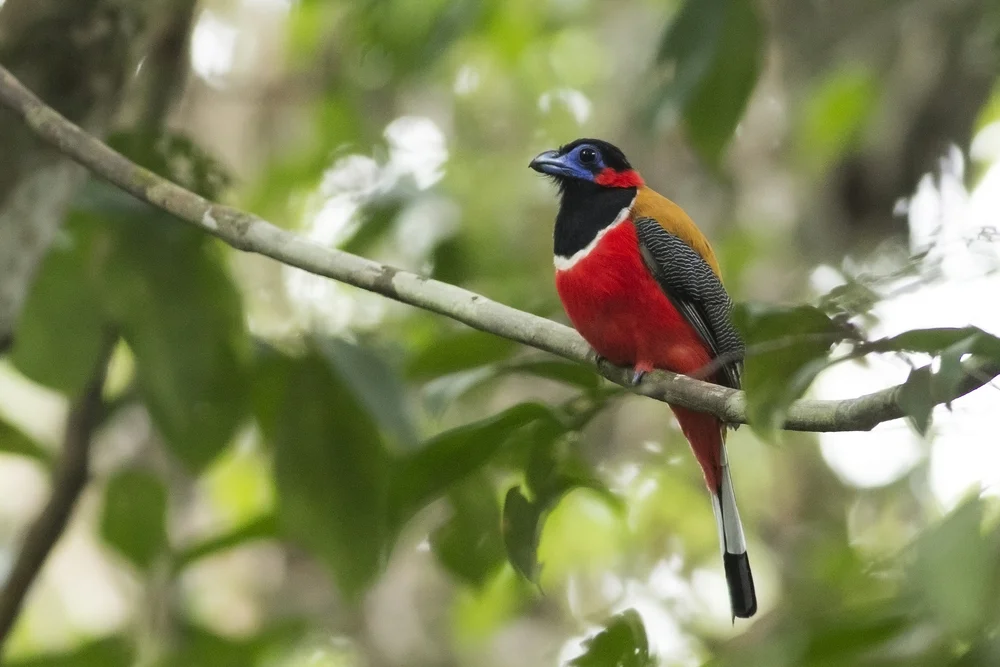 Kasumba-Nektarvogel (Harpactes kasumba)