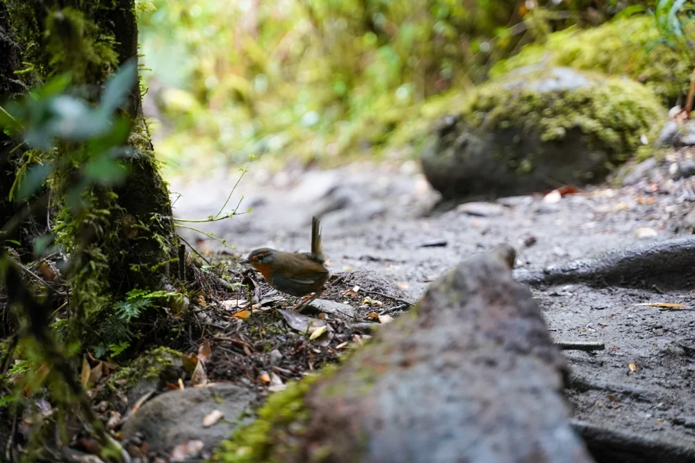 Katzenhaie (Scytalopus acutirostris)