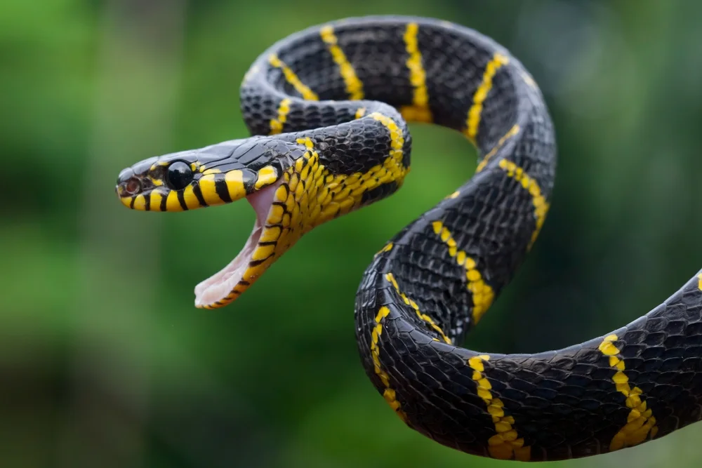 Katzennattern (Boiga)