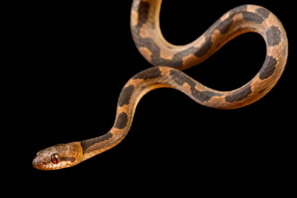 Katzennattern (Leptodeira)