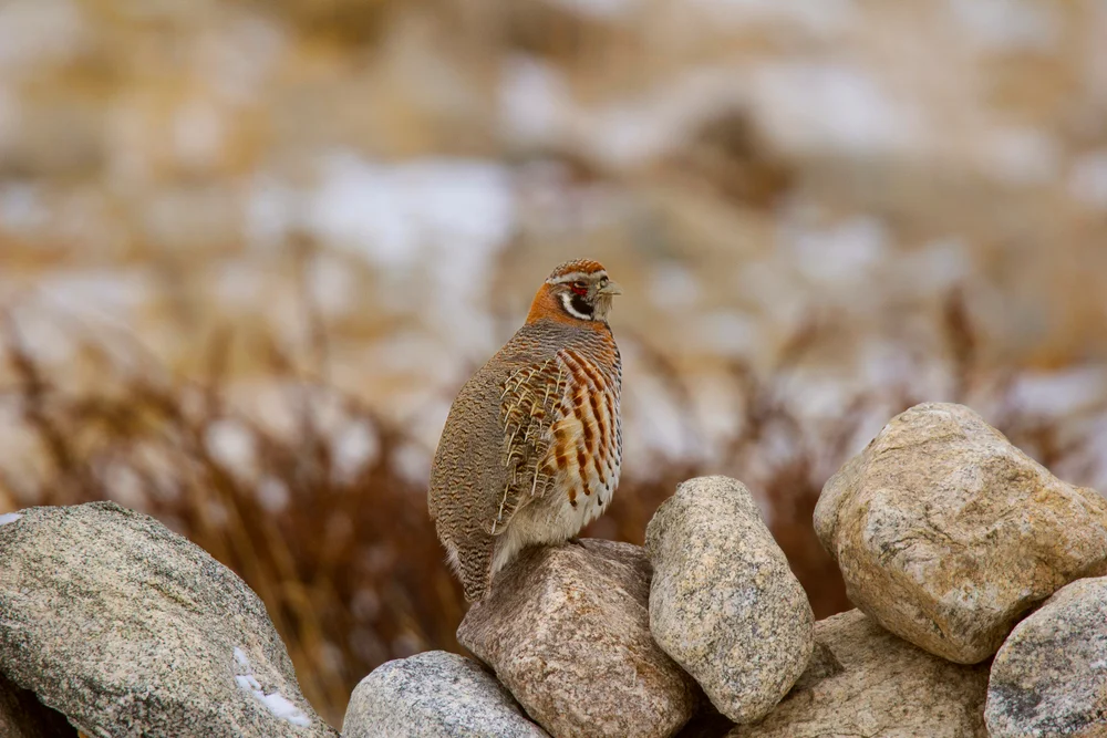 Kaukasisches Schneehuhn (Tetraogallus caucasicus)