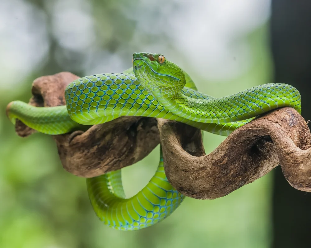 Kaulbacks Bambusotter (Trimeresurus kaulbacki)