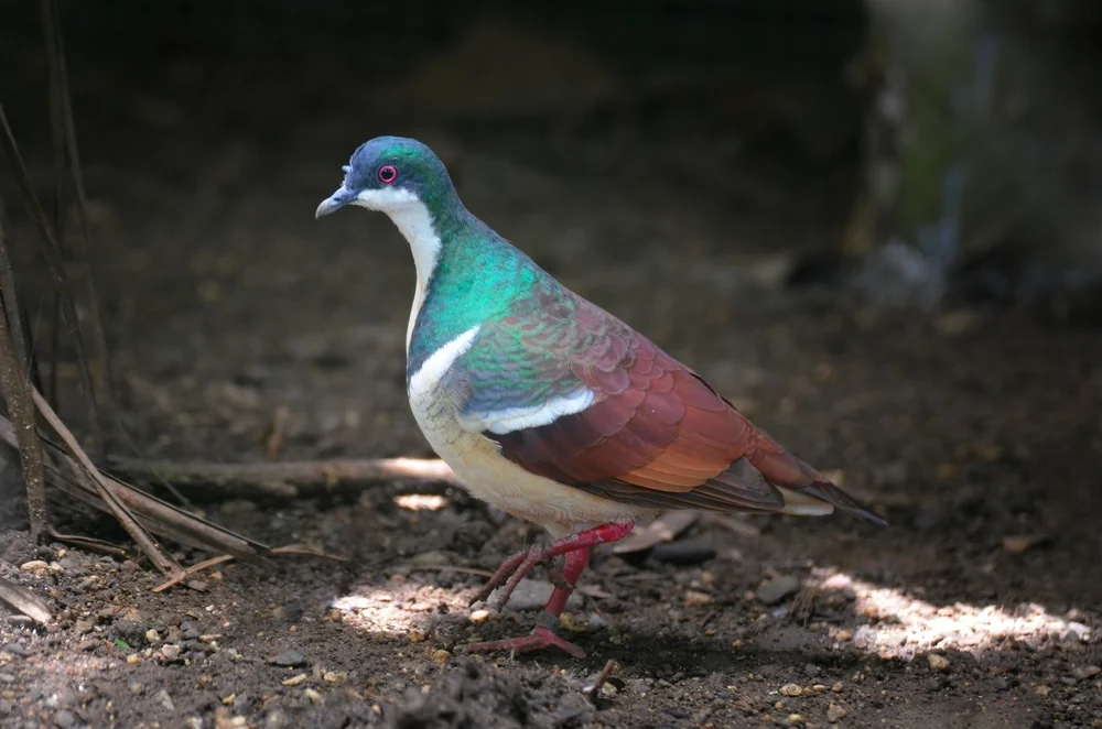 Keays Fruchttaube (Gallicolumba keayi)