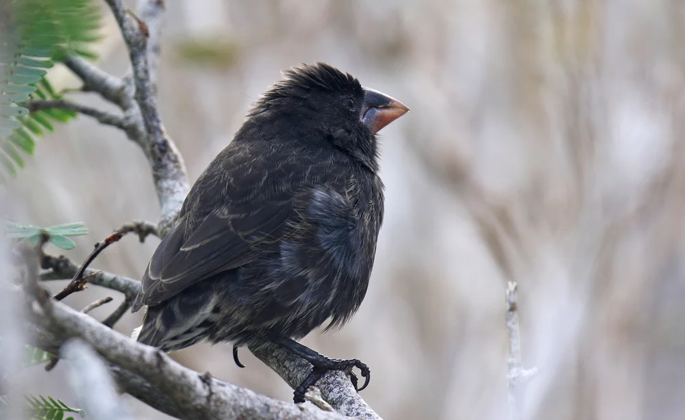Kegelschnabel-Grundfink (Geospiza conirostris)