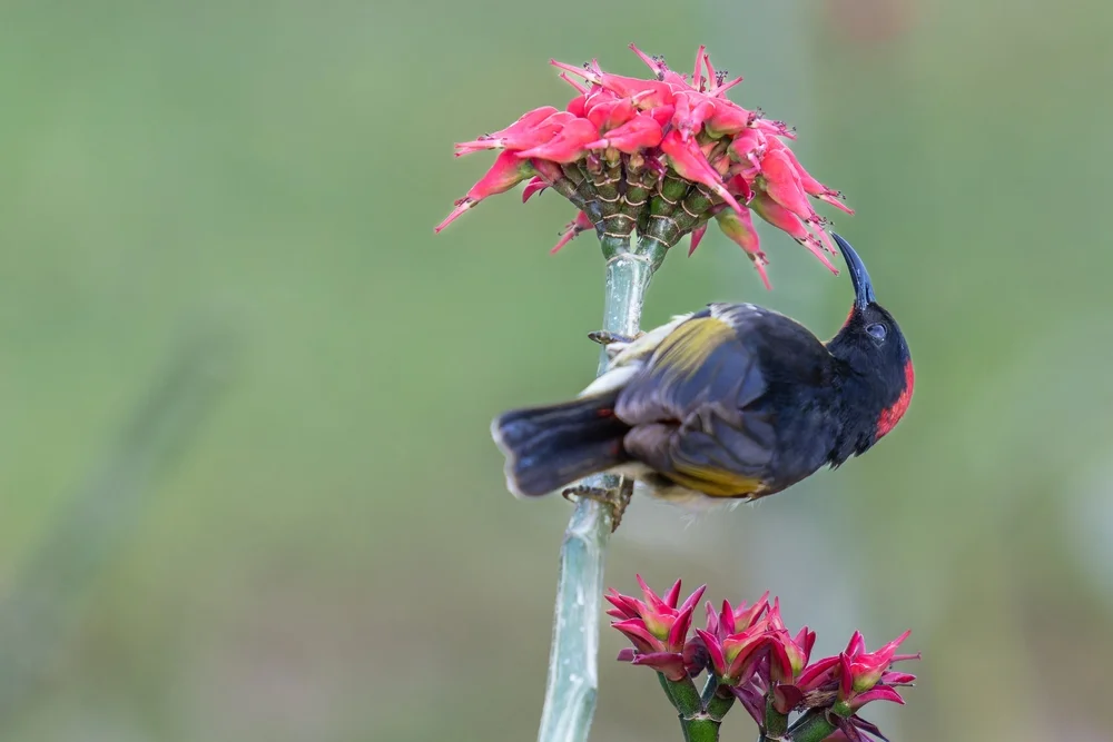 Kehlfleck-Honigfresser (Myzomela jugularis)