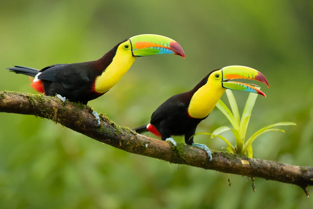 Kehlsack-Tukan (Ramphastos sulfuratus)