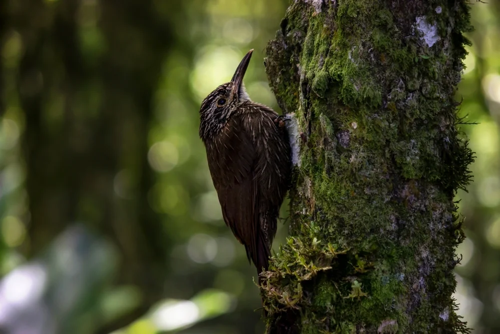 Kehlschopf-Yuhina (Xolmis cinereus)