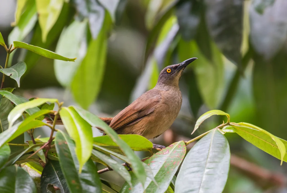Kehlsprosser (Cinclocerthia gutturalis)