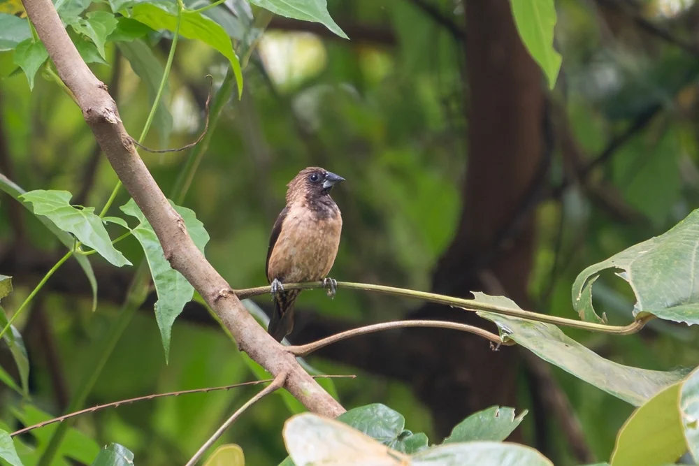 Kelaarts Bronzemännchen (Lonchura kelaarti)