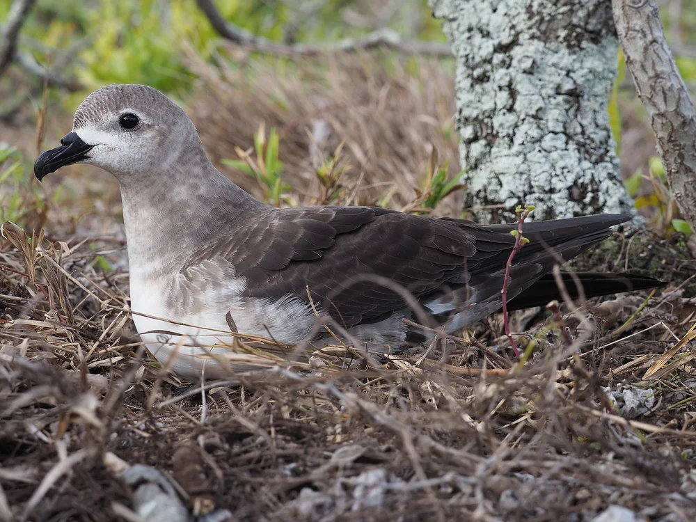 Kermadecsturmvogel (Pterodroma neglecta)