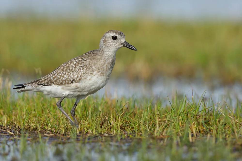 Kiebitzregenpfeifer (Pluvialis squatarola)