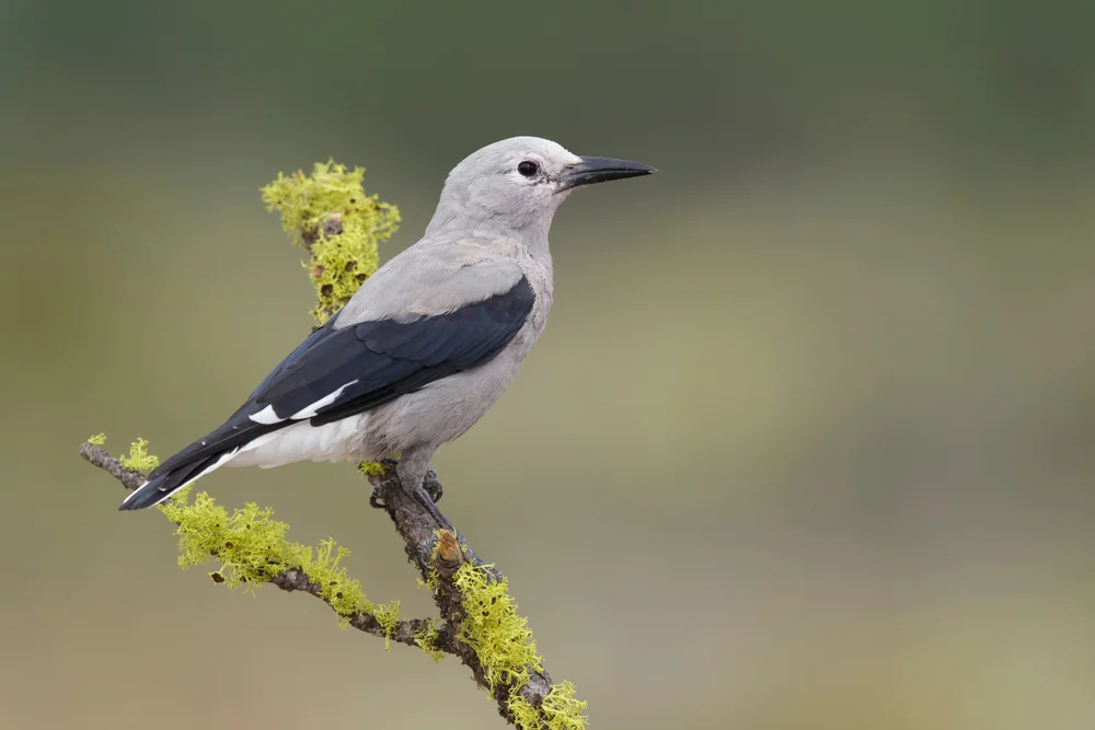 Kiefernhäher (Nucifraga columbiana)