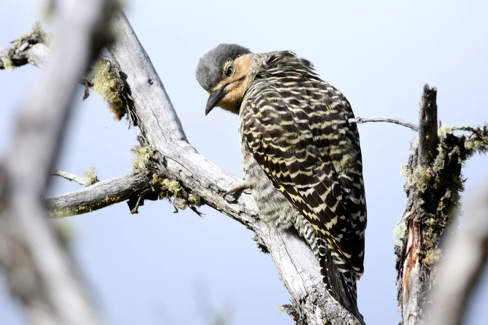 Kiefernspecht (Colaptes pitius)