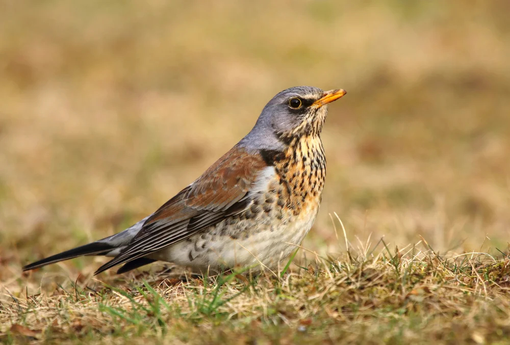 Kiefernwürger (Ridgwayia pinicola)