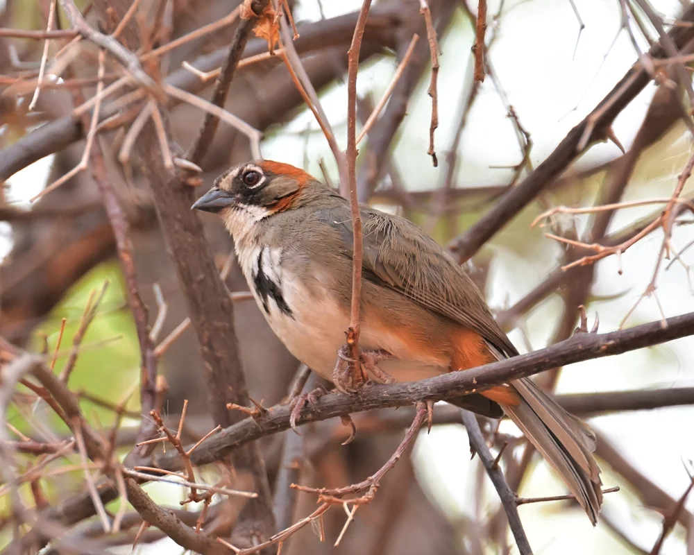 Kiener-Buschsänger (Melozone kieneri)