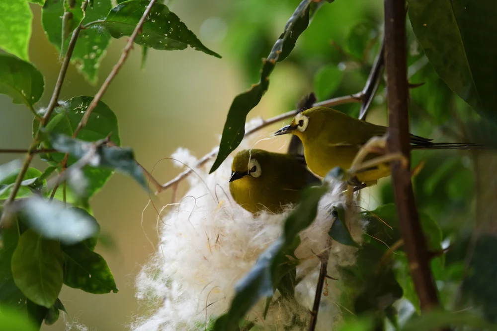 Kikuyu-Brillenvogel (Kikuyu-Brillenvogel)