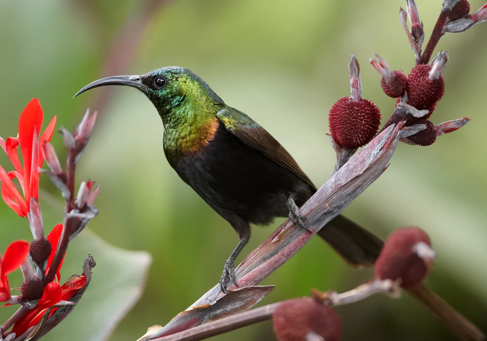 Kilimandscharo-Nektarvogel (Nectarinia kilimensis)