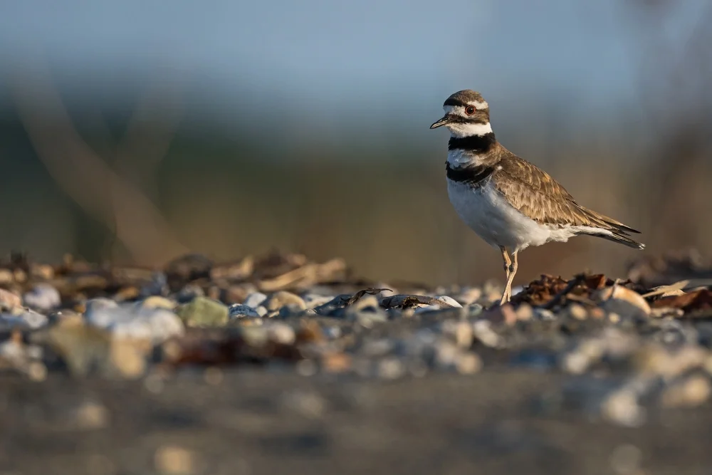 Killdeer (Charadrius vociferus)