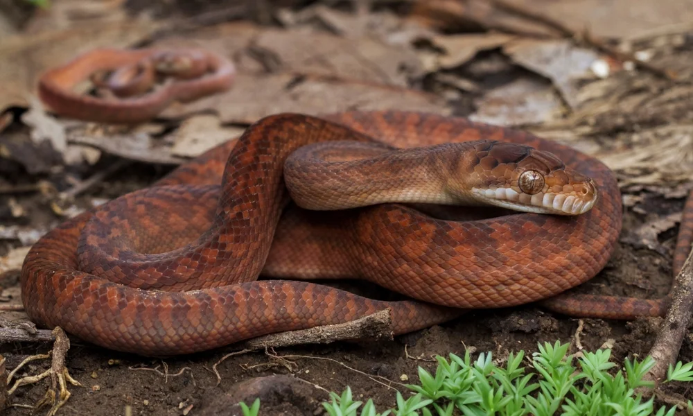 Kinghorn-Schlanknatter (simalia kinghorni)