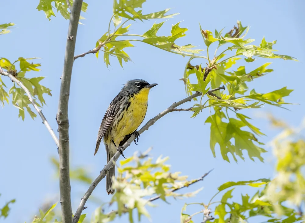 Kirtlands Waldsänger (Setophaga kirtlandii)