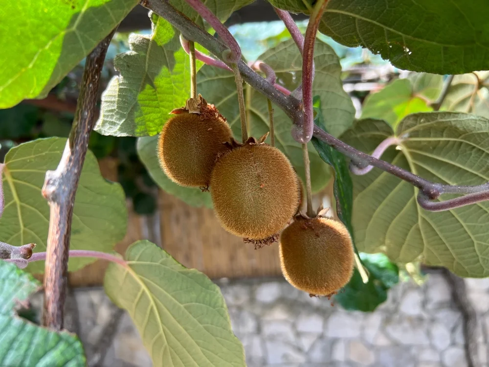 Kiwi