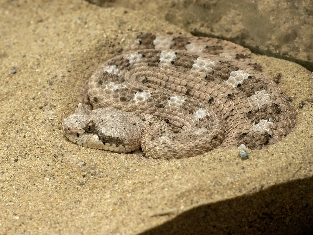 Kleine Klapperschlange (Crotalus pusillus)
