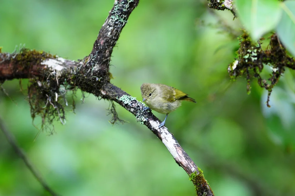 Kleiner Bartvogel (Sylviparus modestus)