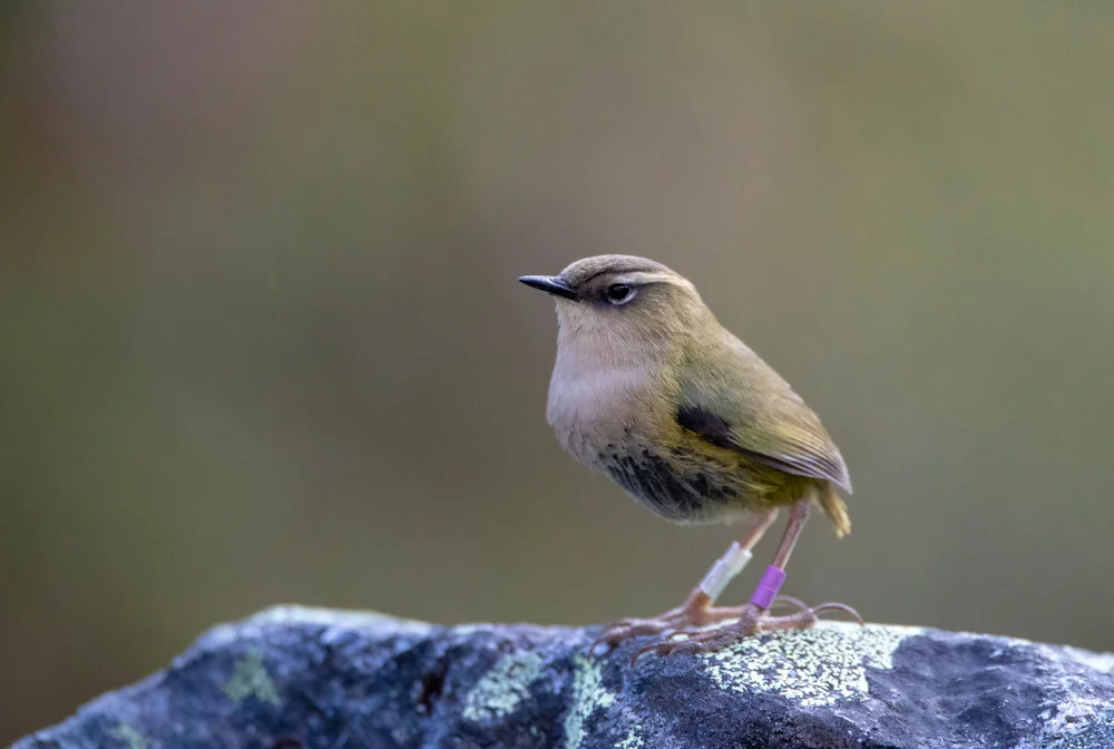 Kleiner Baumläufer (xenicus Ivelli)