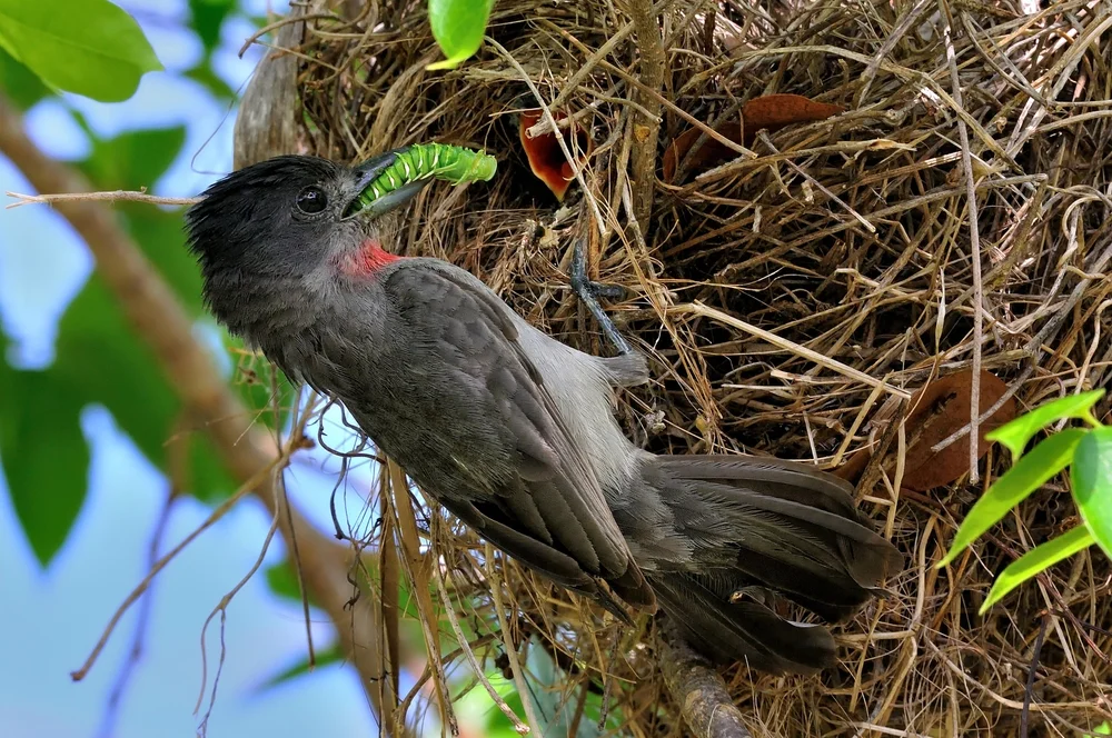 Kleiner Breitschnabel (Pachyramphus minor)