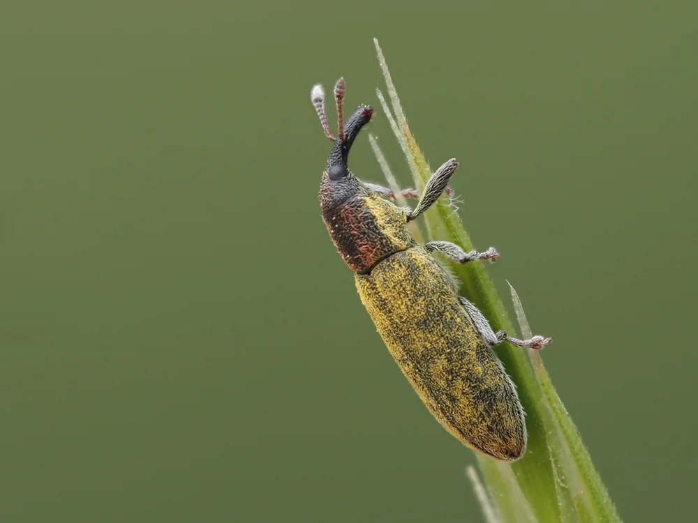 Kleiner Distel-Stängelrüssler