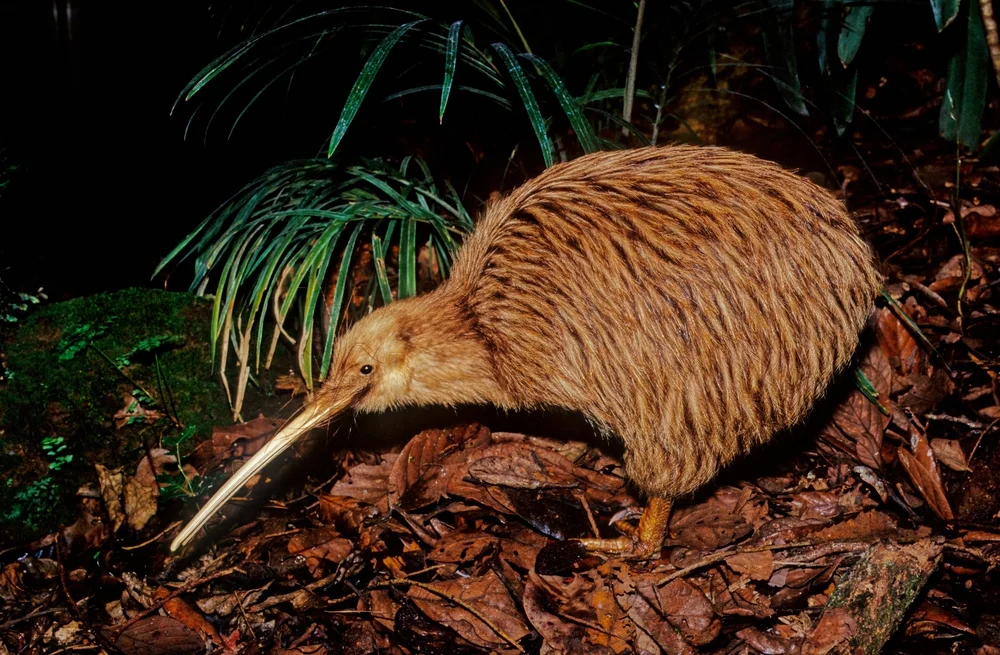 Kleiner Grauer Kiwi (Apteryx owenii)