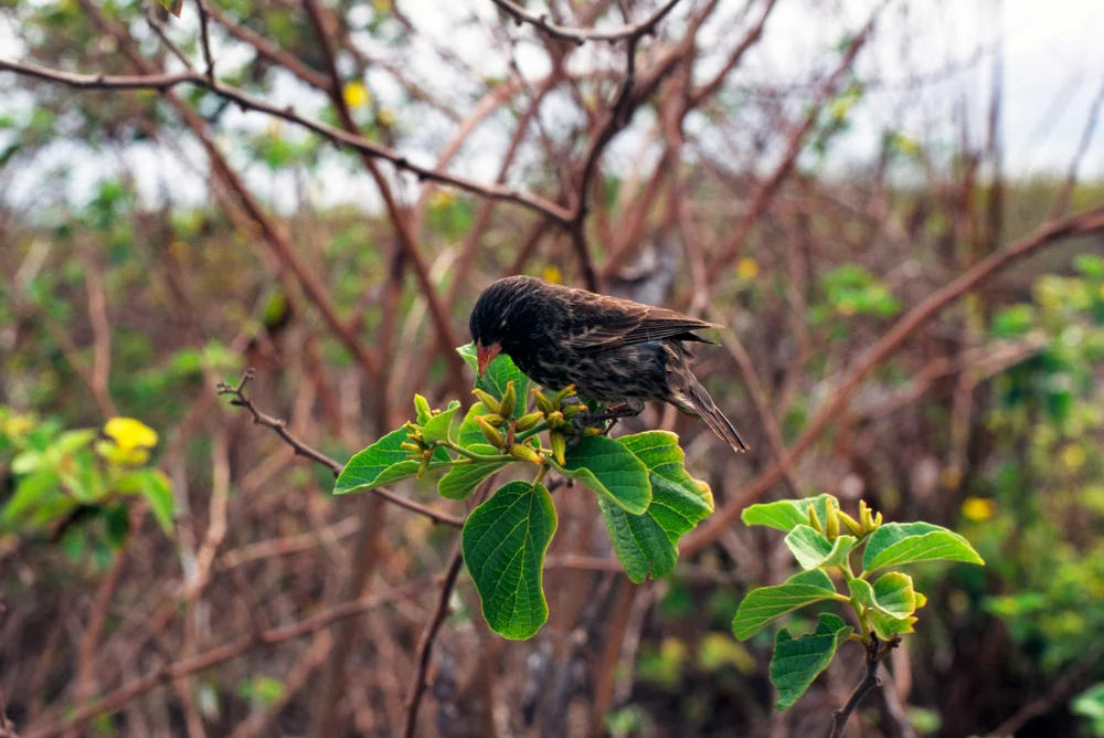 Kleiner Kaktusgrundfink (Geospiza difficilis septentrionalis)