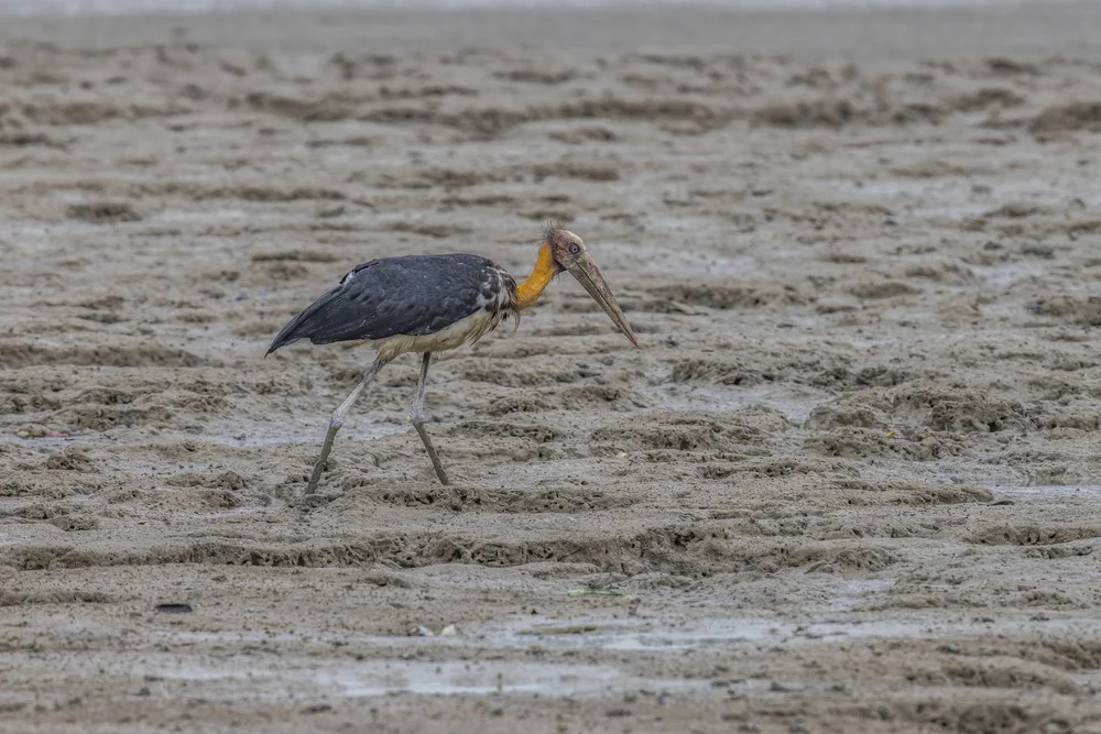 Kleiner Marabu (Leptoptilos javanicus)