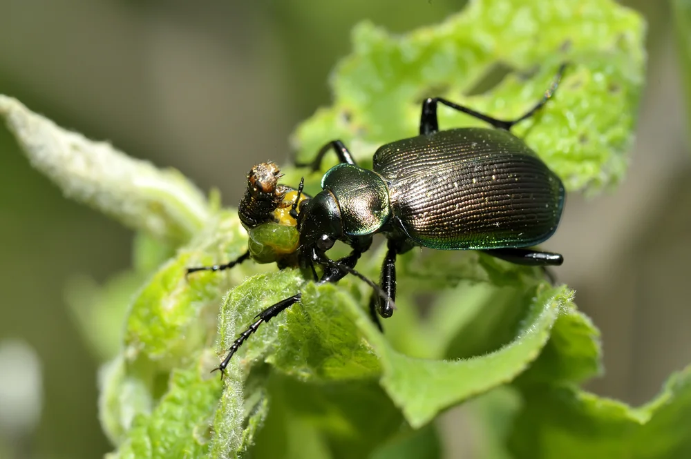 Kleiner Puppenräuber
