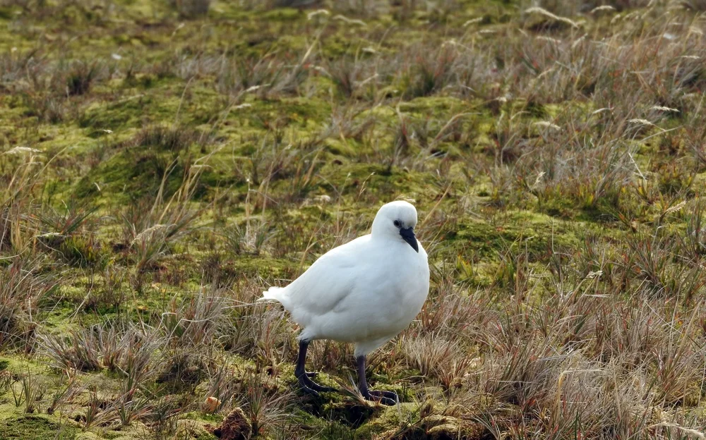 Kleiner Scheidenschnabel (Chionis minor)