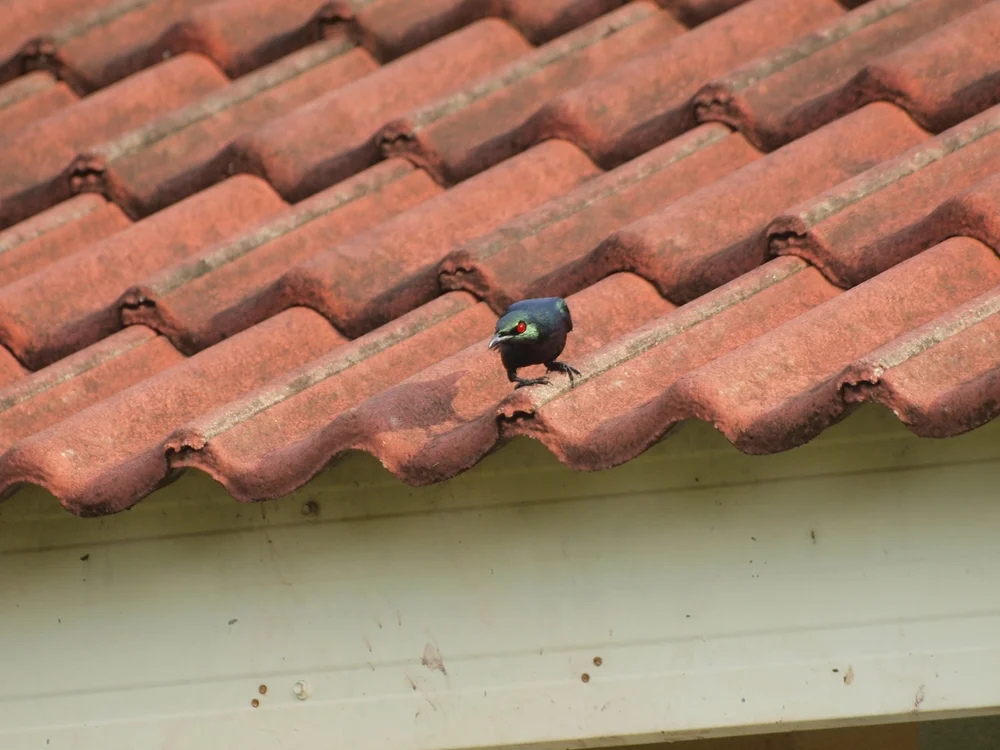 Kleiner Stare (Aplonis minor)