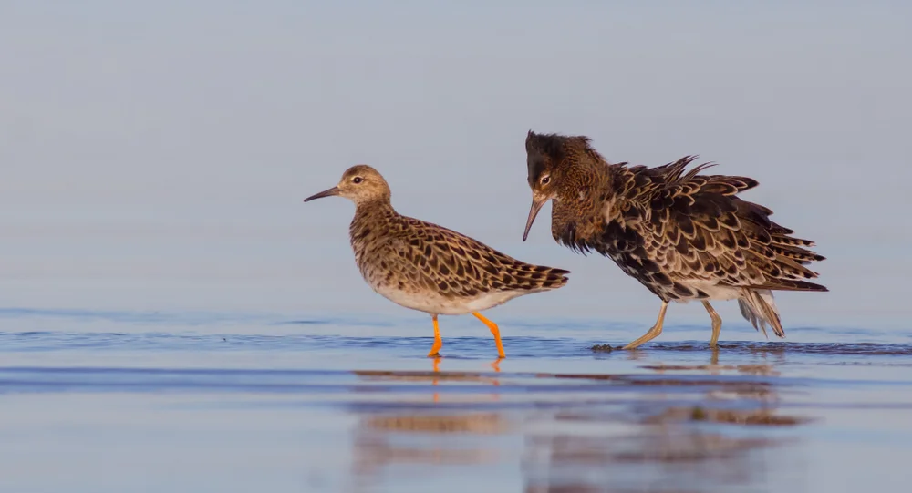 Kleiner Strandläufer (Zwergstrandläufer)
