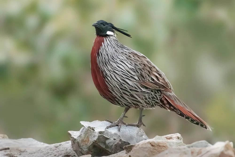 Kleiner Sturmtaucher (Pucrasia macrolopha)