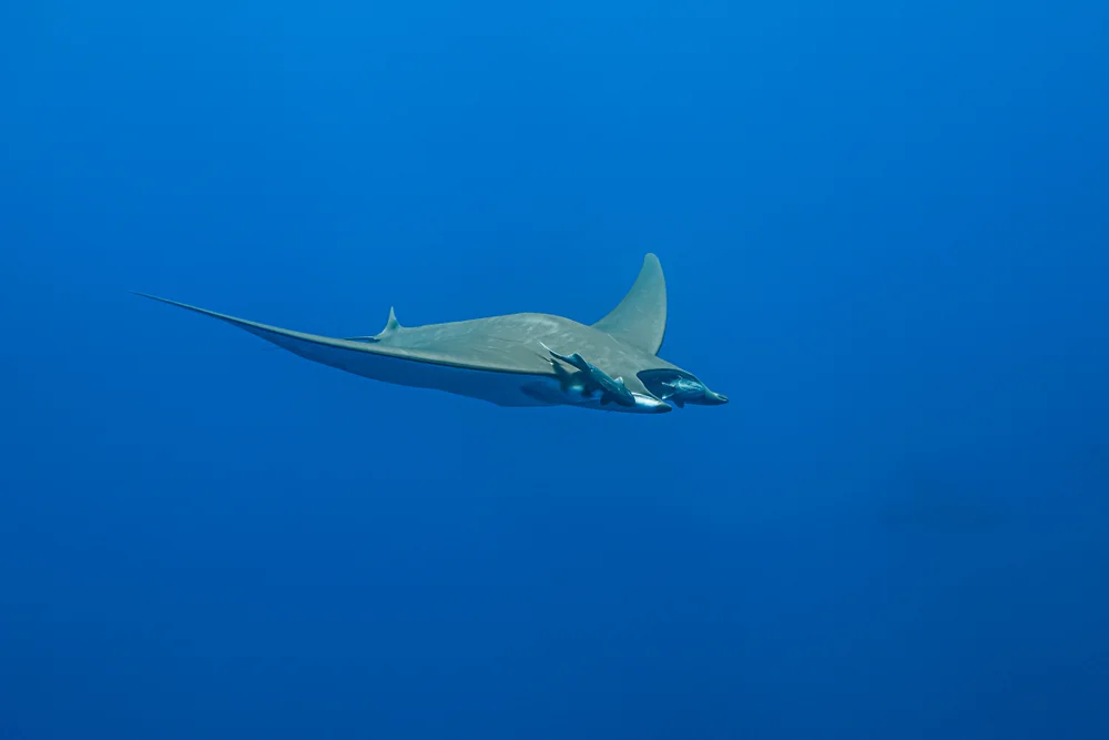 Kleiner Teufelsrochen