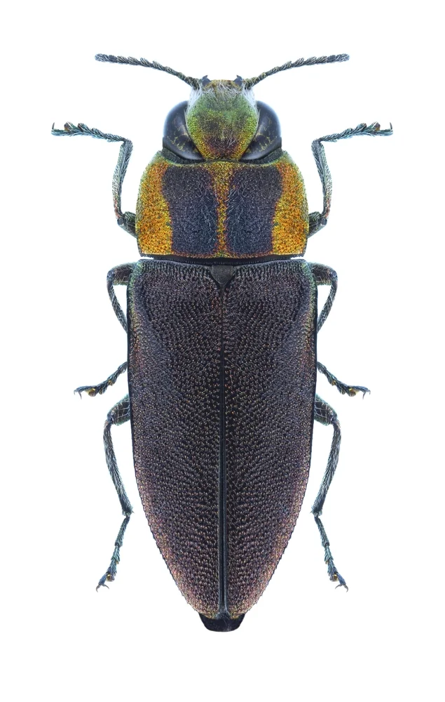 Kleiner Ulmenprachtkäfer