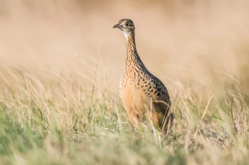 Kleines Zwerghuhn (Nothura minor)