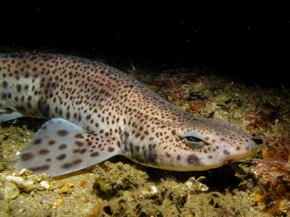 Kleingefleckter Katzenhai