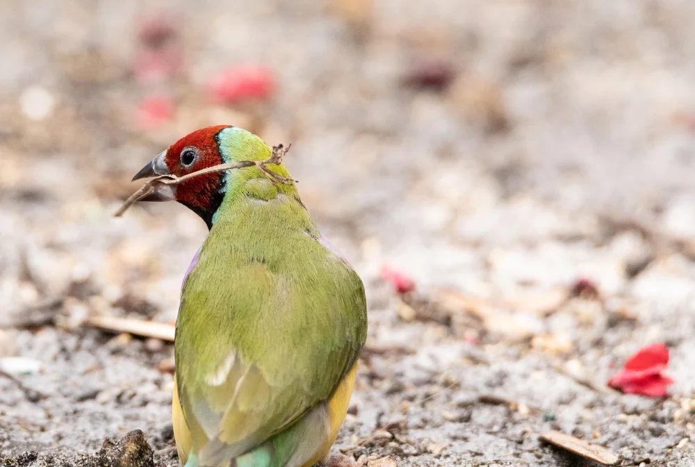 Kleinschmidts Prachtfink (Rosenschnabel-Papageiamadine)