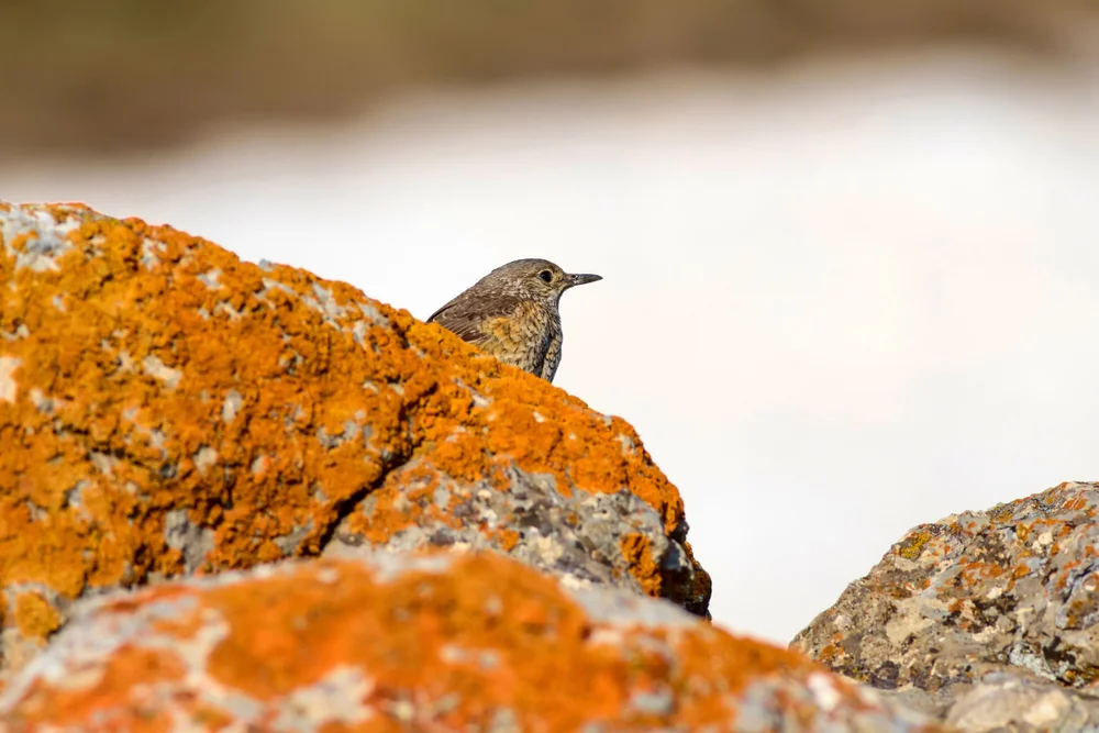 Kleinschnabel-Tapaculo (Scytalopus robbinsi)
