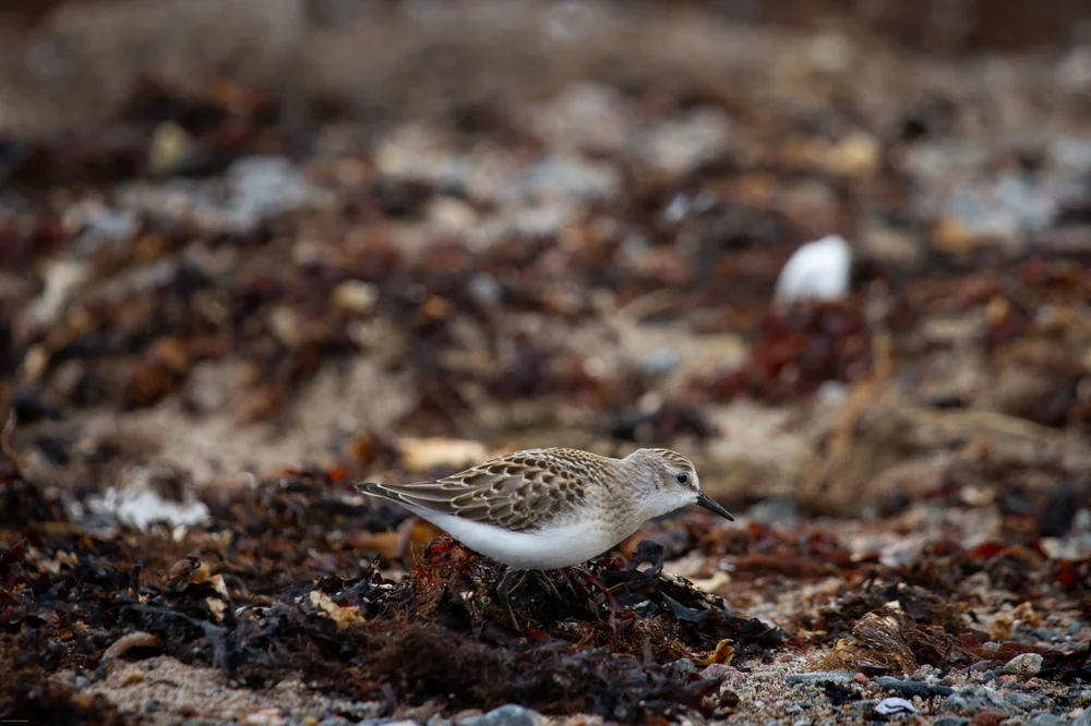 Kleinster Strandläufer (Calidris pusilla)