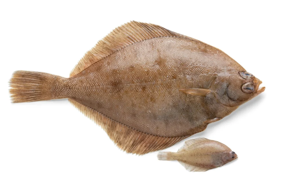 Kliesche (Limanda limanda)